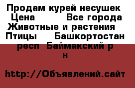 Продам курей несушек › Цена ­ 350 - Все города Животные и растения » Птицы   . Башкортостан респ.,Баймакский р-н